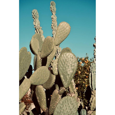 Cactus IV White Modern Wood Framed Art Print by Singleton, Ashley