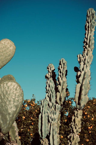 Cactus V Black Ornate Wood Framed Art Print with Double Matting by Singleton, Ashley