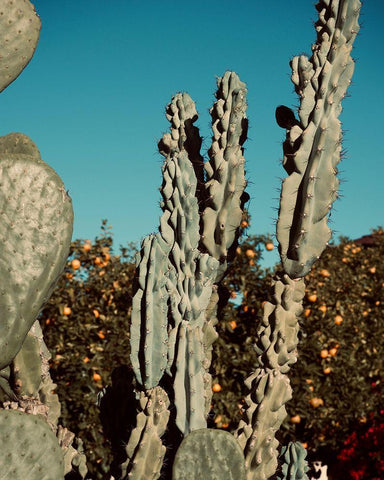 Cactus VI White Modern Wood Framed Art Print with Double Matting by Singleton, Ashley