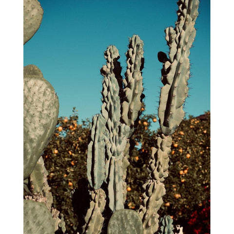 Cactus VI Gold Ornate Wood Framed Art Print with Double Matting by Singleton, Ashley