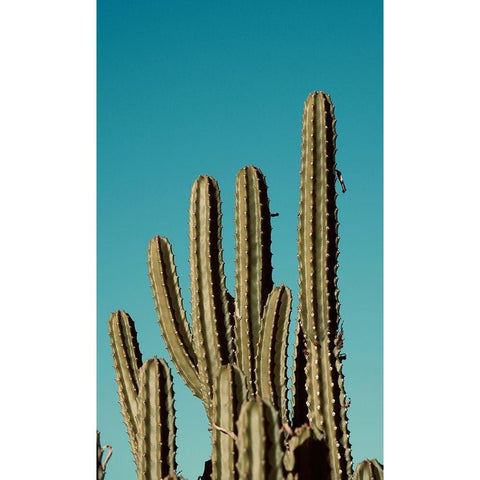 Cactus VII Black Modern Wood Framed Art Print with Double Matting by Singleton, Ashley