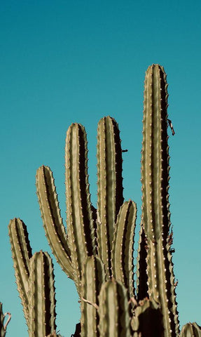 Cactus VII Black Ornate Wood Framed Art Print with Double Matting by Singleton, Ashley