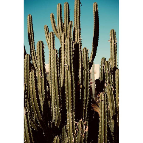 Cactus VIII Black Modern Wood Framed Art Print with Double Matting by Singleton, Ashley