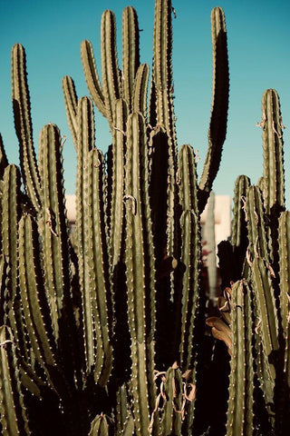 Cactus VIII Black Ornate Wood Framed Art Print with Double Matting by Singleton, Ashley