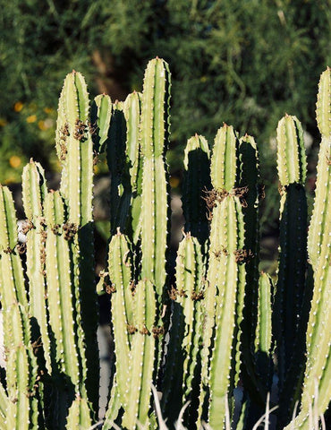 Cactus IX White Modern Wood Framed Art Print with Double Matting by Singleton, Ashley