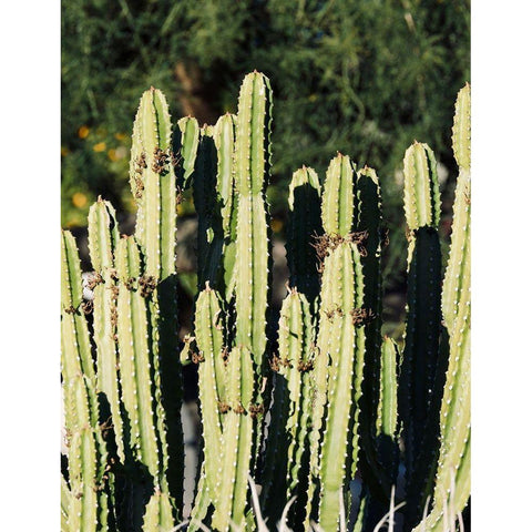 Cactus IX Gold Ornate Wood Framed Art Print with Double Matting by Singleton, Ashley