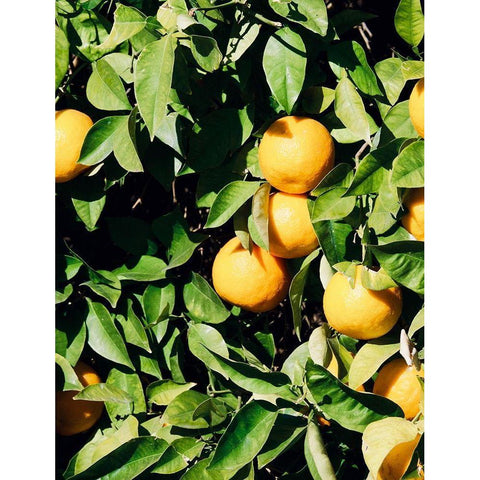 Orange White Modern Wood Framed Art Print by Singleton, Ashley