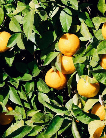 Orange White Modern Wood Framed Art Print with Double Matting by Singleton, Ashley