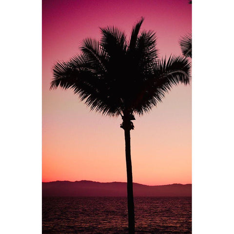 Pink Palm White Modern Wood Framed Art Print by Singleton, Ashley