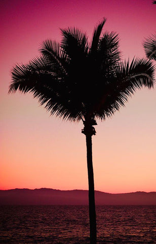 Pink Palm White Modern Wood Framed Art Print with Double Matting by Singleton, Ashley