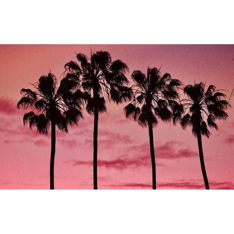 Pink Palms Black Modern Wood Framed Art Print with Double Matting by Singleton, Ashley