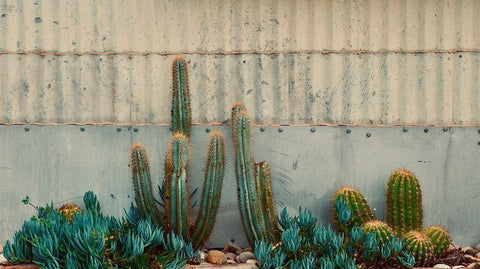 Cactus Garden Black Ornate Wood Framed Art Print with Double Matting by Singleton, Ashley