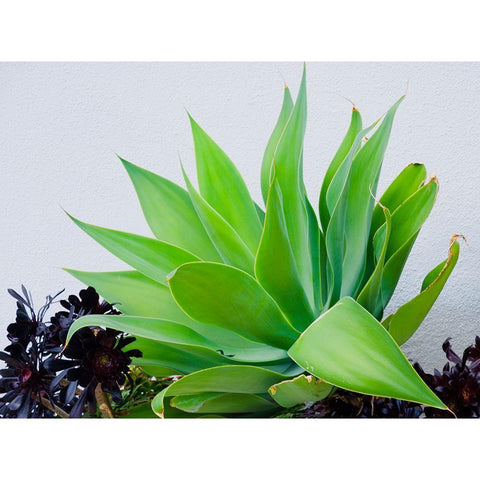 Succulent I White Modern Wood Framed Art Print by Singleton, Ashley