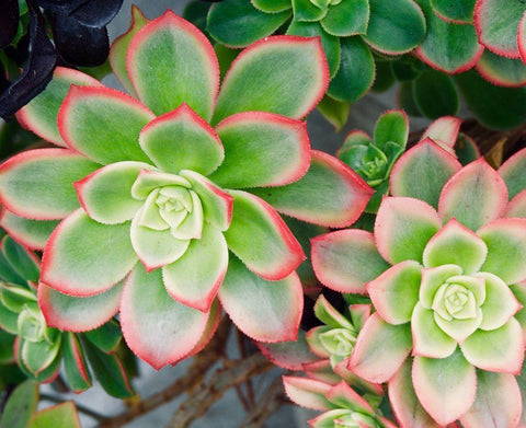 Succulent II White Modern Wood Framed Art Print with Double Matting by Singleton, Ashley