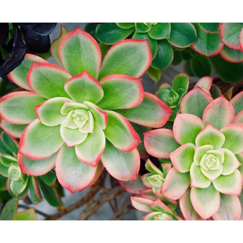 Succulent II Black Modern Wood Framed Art Print by Singleton, Ashley