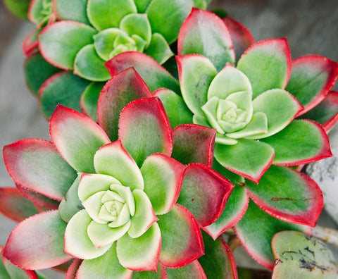 Succulent III Black Ornate Wood Framed Art Print with Double Matting by Singleton, Ashley