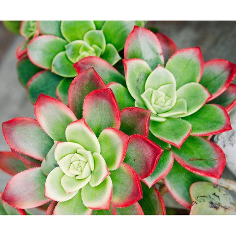 Succulent III Black Modern Wood Framed Art Print by Singleton, Ashley