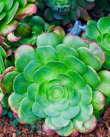 Succulent IV White Modern Wood Framed Art Print with Double Matting by Singleton, Ashley