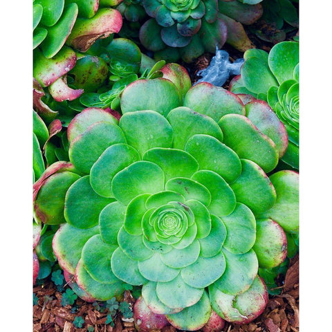 Succulent IV Black Modern Wood Framed Art Print by Singleton, Ashley