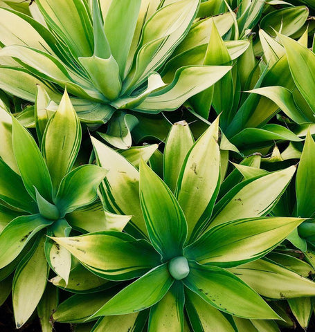 Succulent V White Modern Wood Framed Art Print with Double Matting by Singleton, Ashley