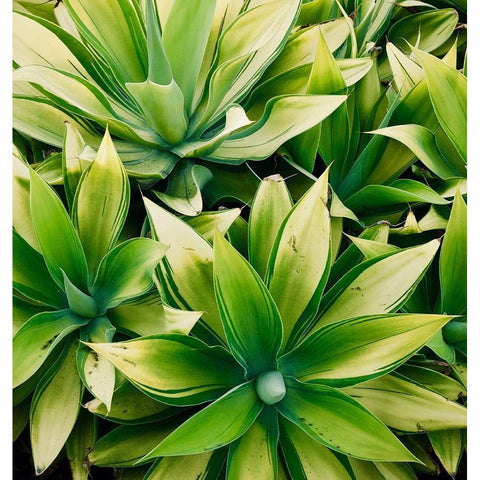 Succulent V Black Modern Wood Framed Art Print with Double Matting by Singleton, Ashley