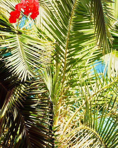 Tropics Black Ornate Wood Framed Art Print with Double Matting by Singleton, Ashley