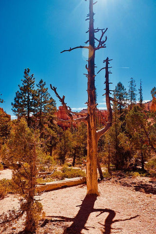 Timeless Treasures White Modern Wood Framed Art Print with Double Matting by Singleton, Ashley