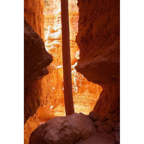 Determined White Modern Wood Framed Art Print by Singleton, Ashley