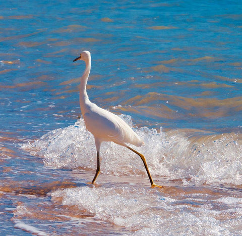 Toe Dipper Black Ornate Wood Framed Art Print with Double Matting by Singleton, Ashley