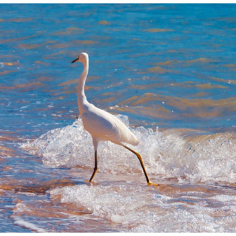 Toe Dipper Black Modern Wood Framed Art Print with Double Matting by Singleton, Ashley