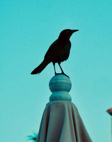 Blue Raven Black Ornate Wood Framed Art Print with Double Matting by Singleton, Ashley