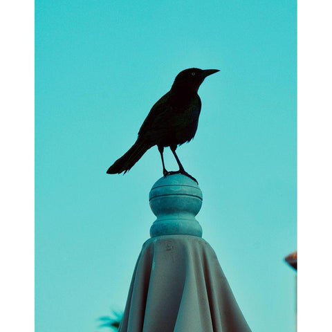 Blue Raven Black Modern Wood Framed Art Print by Singleton, Ashley