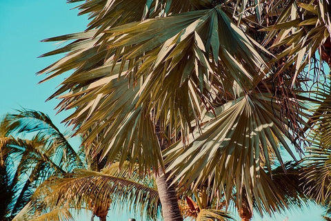 Leaves Black Ornate Wood Framed Art Print with Double Matting by Singleton, Ashley