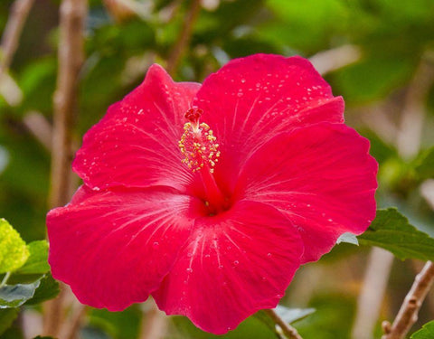 Raindrops on Hibiscus Black Ornate Wood Framed Art Print with Double Matting by Singleton, Ashley