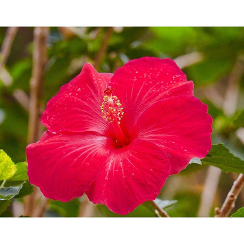 Raindrops on Hibiscus White Modern Wood Framed Art Print by Singleton, Ashley