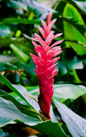 Pinky White Modern Wood Framed Art Print with Double Matting by Singleton, Ashley