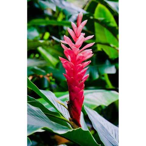 Pinky Gold Ornate Wood Framed Art Print with Double Matting by Singleton, Ashley