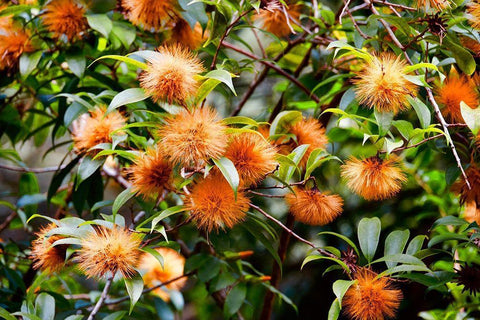 Orange Guys White Modern Wood Framed Art Print with Double Matting by Singleton, Ashley