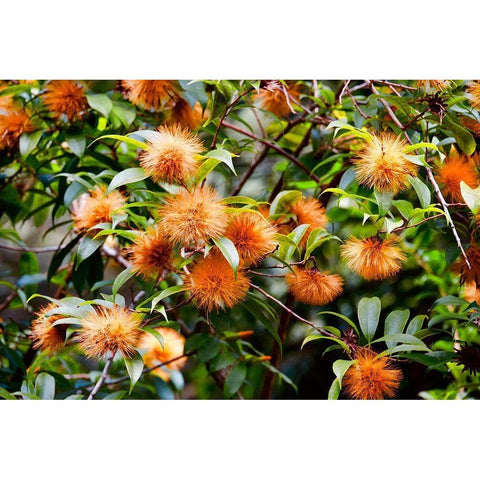 Orange Guys Black Modern Wood Framed Art Print by Singleton, Ashley