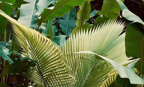 Jungle Love White Modern Wood Framed Art Print with Double Matting by Singleton, Ashley