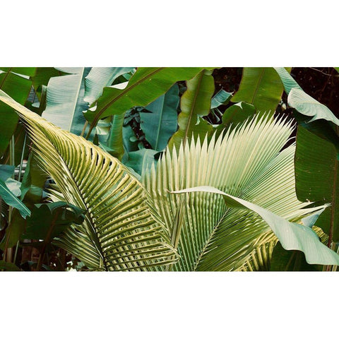 Jungle Love Black Modern Wood Framed Art Print with Double Matting by Singleton, Ashley