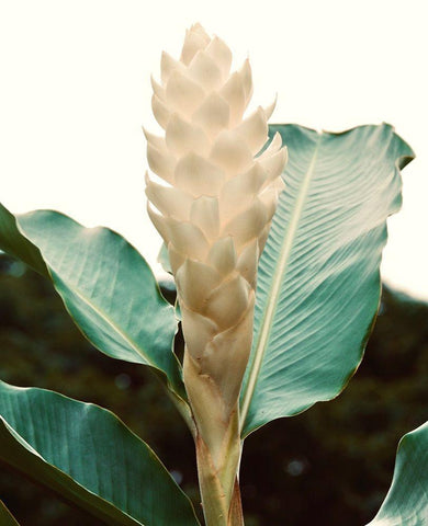 Blossom Black Ornate Wood Framed Art Print with Double Matting by Singleton, Ashley