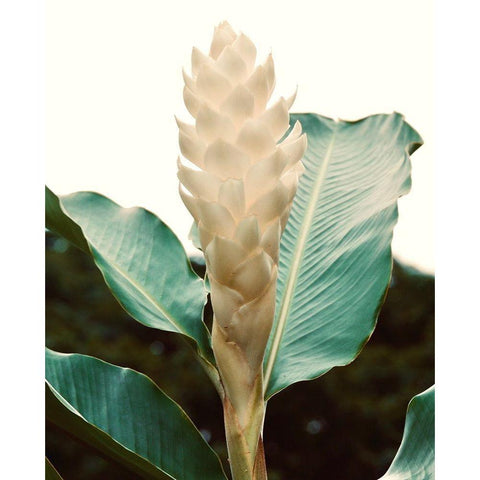 Blossom Black Modern Wood Framed Art Print by Singleton, Ashley