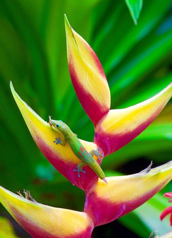 Liz White Modern Wood Framed Art Print with Double Matting by Singleton, Ashley