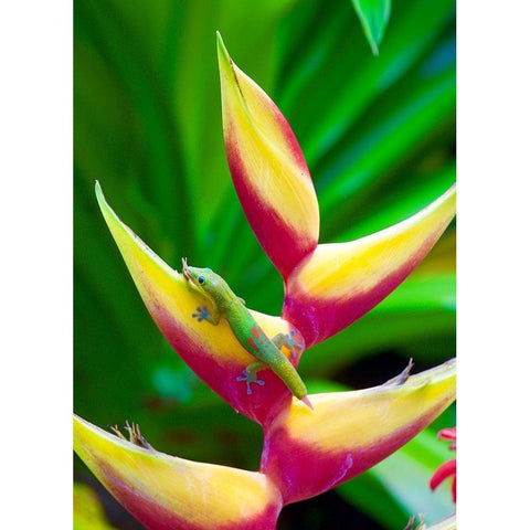 Liz Black Modern Wood Framed Art Print by Singleton, Ashley