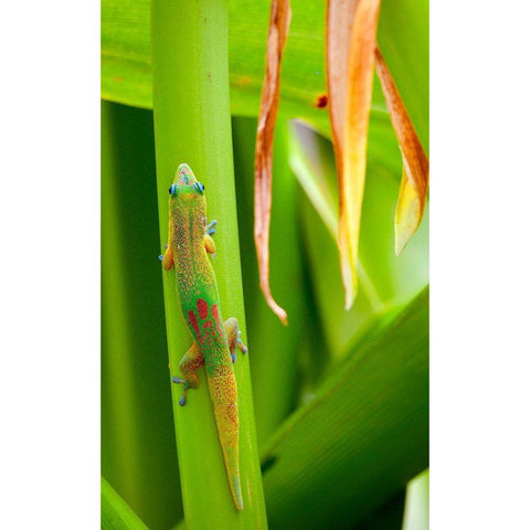 Lizs Back Black Modern Wood Framed Art Print with Double Matting by Singleton, Ashley