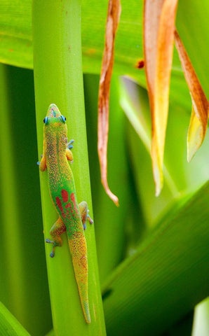 Lizs Back White Modern Wood Framed Art Print with Double Matting by Singleton, Ashley