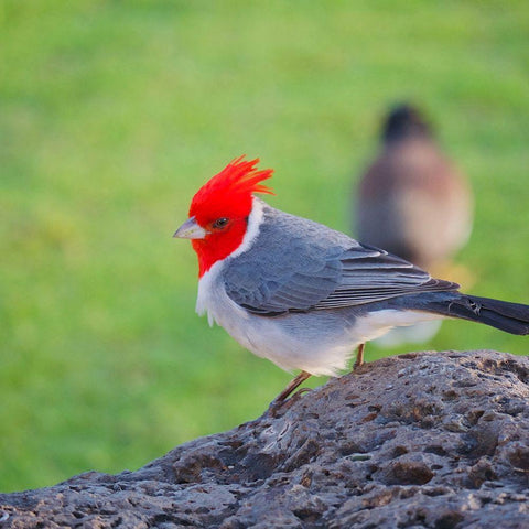 Red Head Black Ornate Wood Framed Art Print with Double Matting by Singleton, Ashley