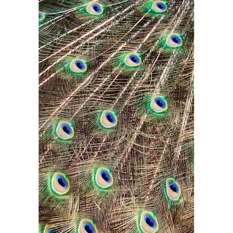 Plume Black Modern Wood Framed Art Print with Double Matting by Singleton, Ashley