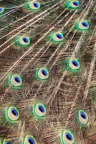 Plume Black Ornate Wood Framed Art Print with Double Matting by Singleton, Ashley